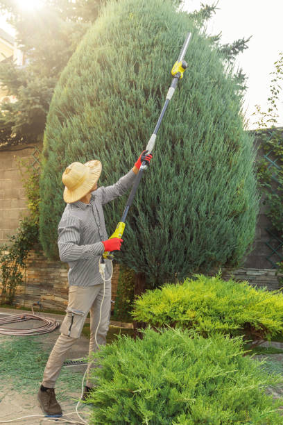 Best Tree Maintenance Programs  in Leonard, TX