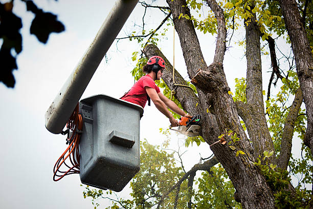 Best Seasonal Cleanup (Spring/Fall)  in Leonard, TX